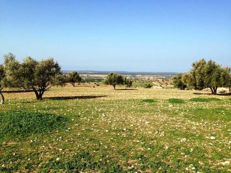 Terrain en Vente à Essaouira