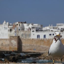 10 bonnes raisons pour investir dans l'immobilier à Essaouira