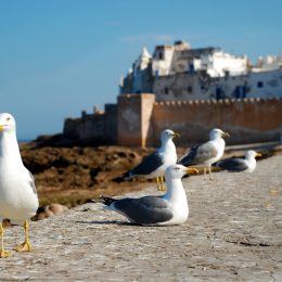 Plan d'Essaouira