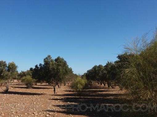 Terrain de 22200m² à 6 Kms d'Essaouira