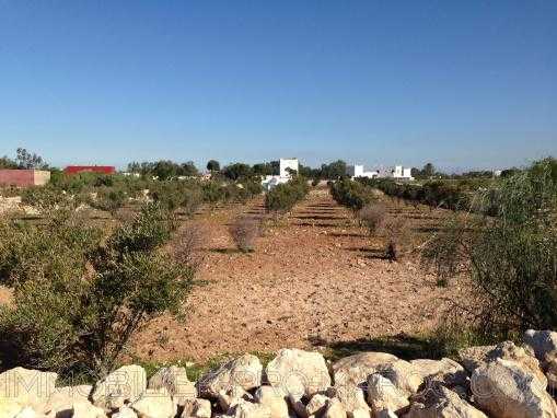Terrain titré et clôturé de 5000m² à 8 Kms d'Essaouira