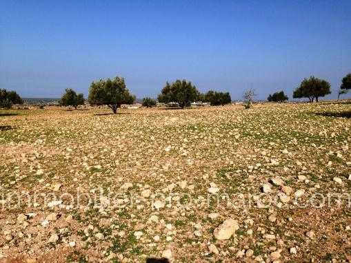 TERRAIN de 10Hectares titré, à seulement 14 Kms d'Essaouira