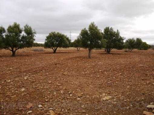 TERRAIN titré de 18000m², clôturé, à 17 Kms d'Essaouira