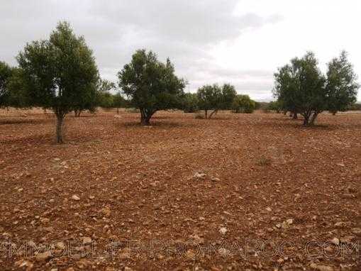 TERRAIN titré de 18000m², clôturé, à 17 Kms d'Essaouira