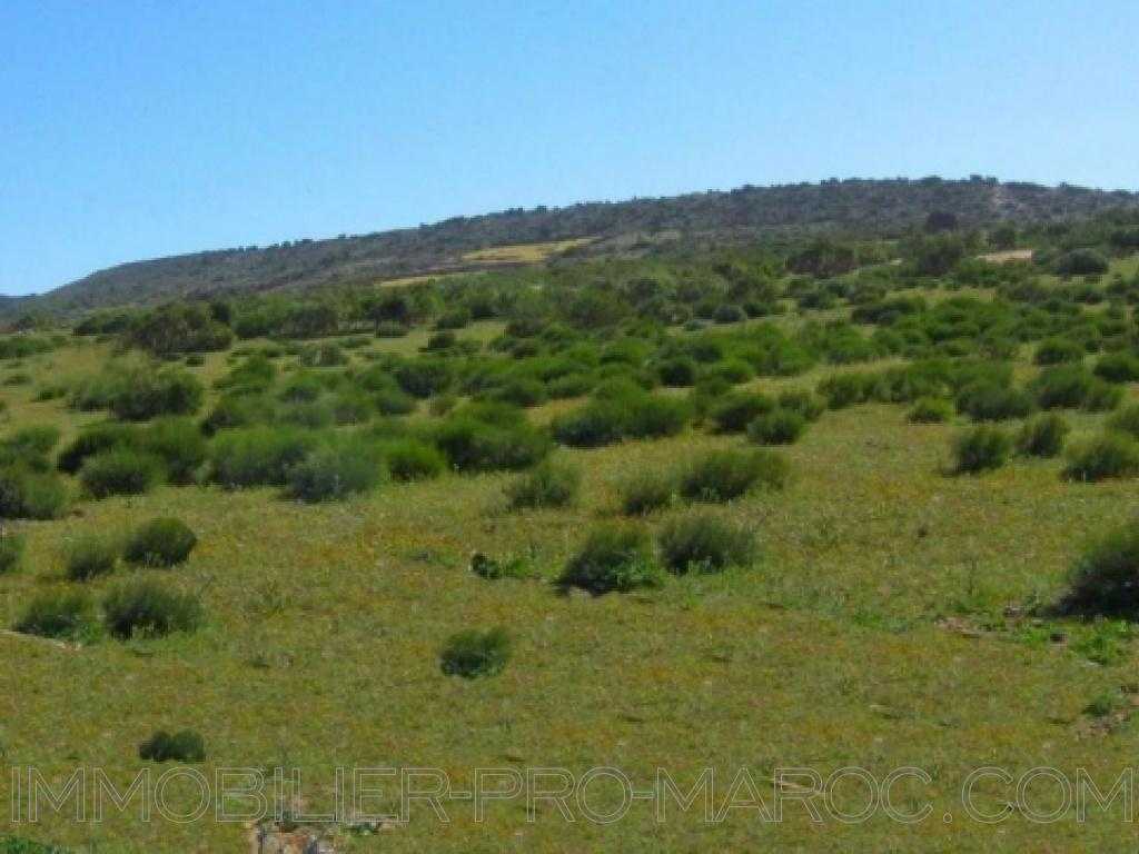 Terrain todo