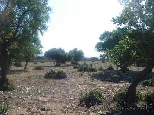 TERRAIN 2 hectares à Ida Gourd avec vue sur l'atlas au milieu des arganier
