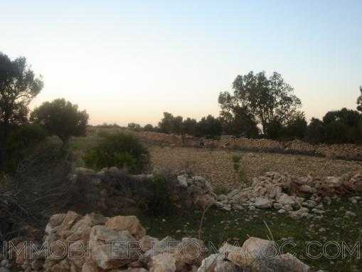 TERRAIN 12000m² à 15 km au nord d'Essaouira avec petite maison