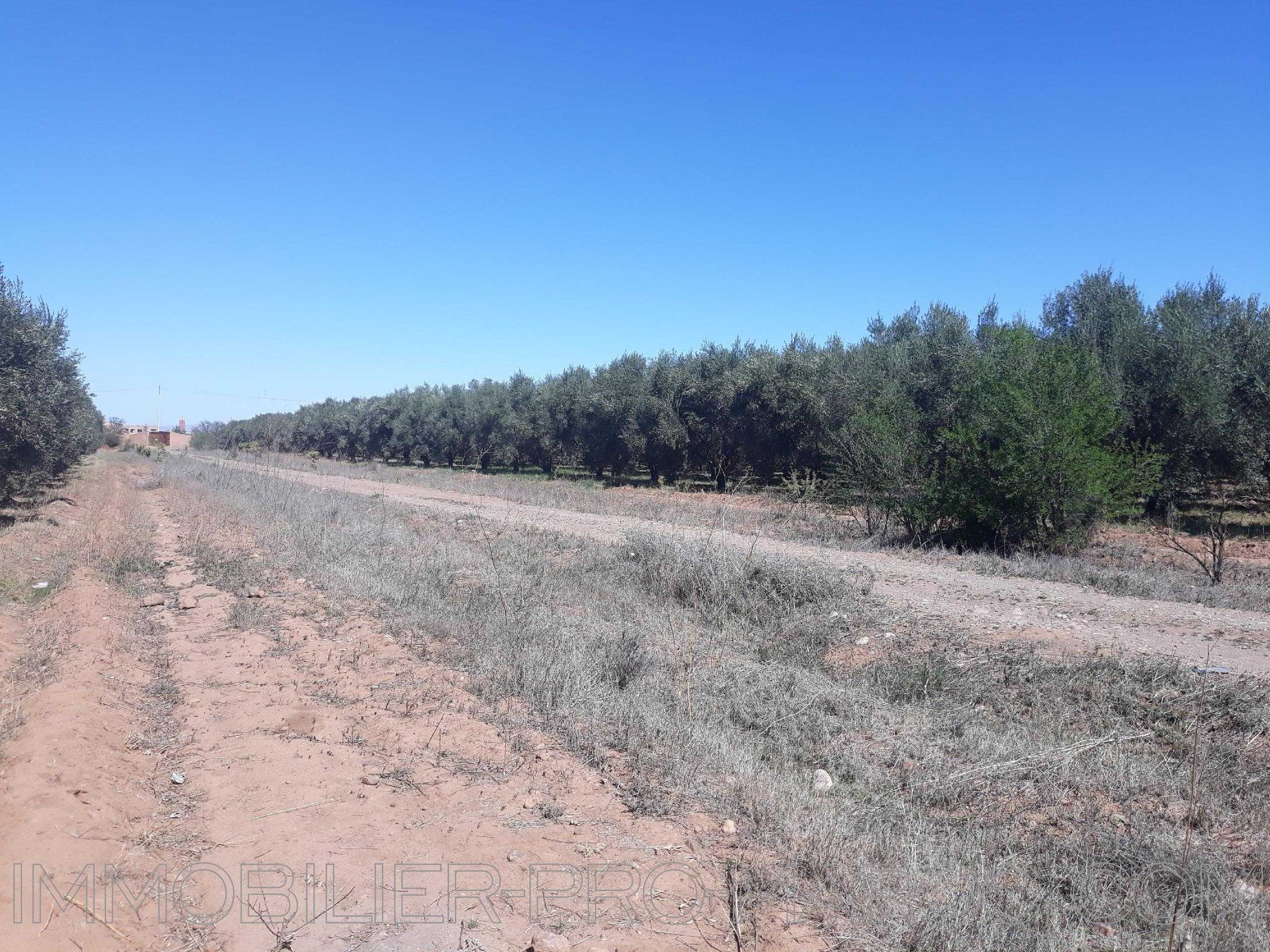 Terrain en vente à Marrakech ref 6931