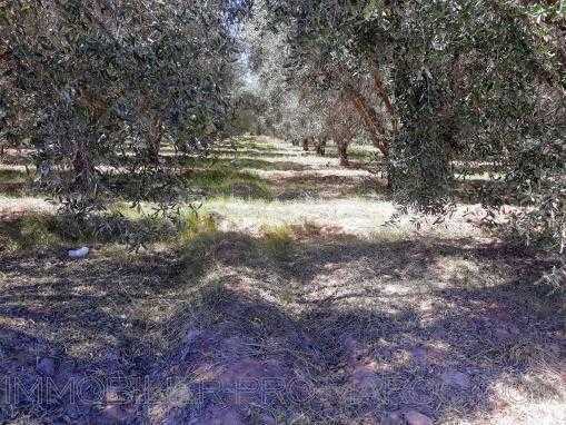 Terrain au coeur d'une oliveraie 300dhs/m2