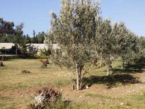 maison de campagne sans piscine, à seulement 8 kms d'Essaouira