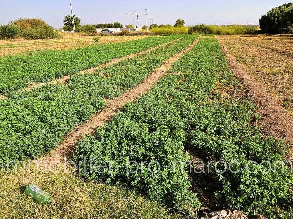 Terrain en Vente