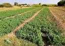 Terrain en Vente