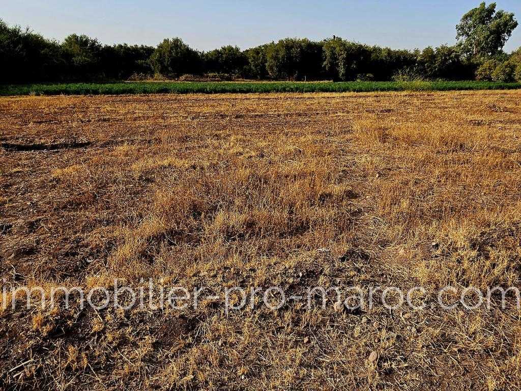 Terrain