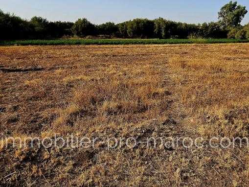 Vente Terrain