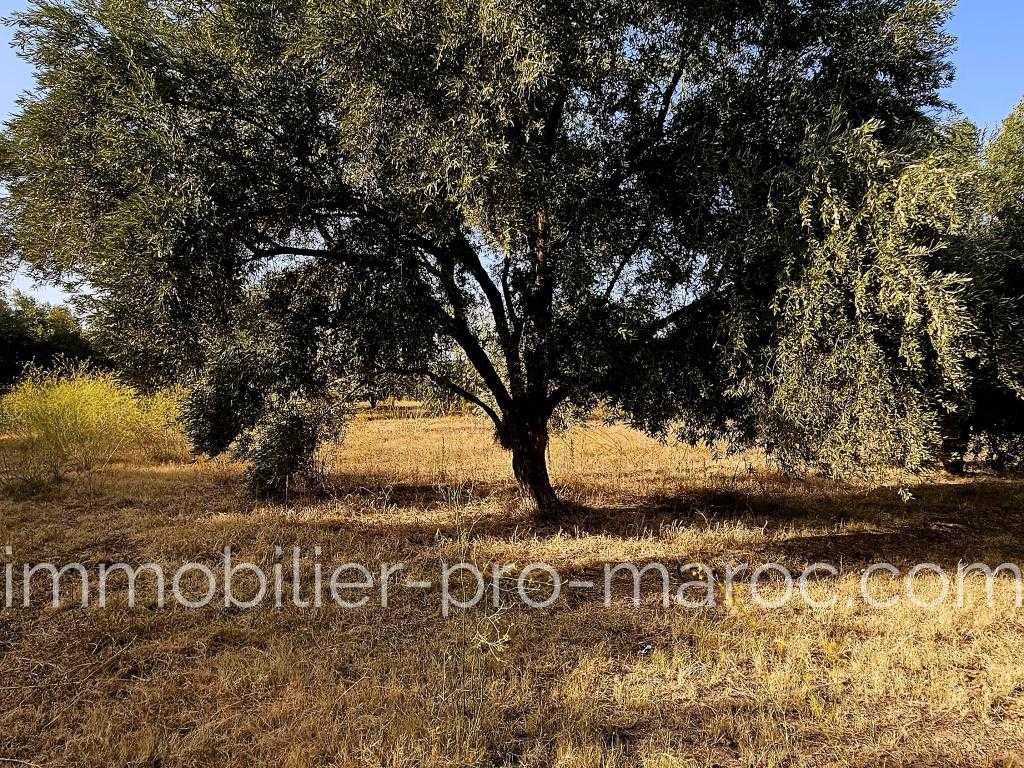 Terrain en Vente