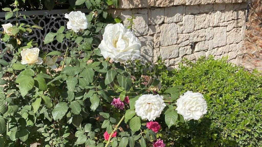 Superbe villa neuve de 3 chambres, piscine et jardin arboré ( sans AVNA)