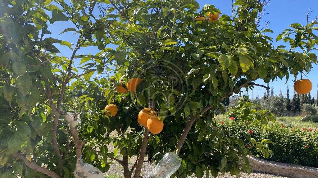 Superbe villa 5 chambres piscine au coeur de la campagne berbere ( sans AVNA).